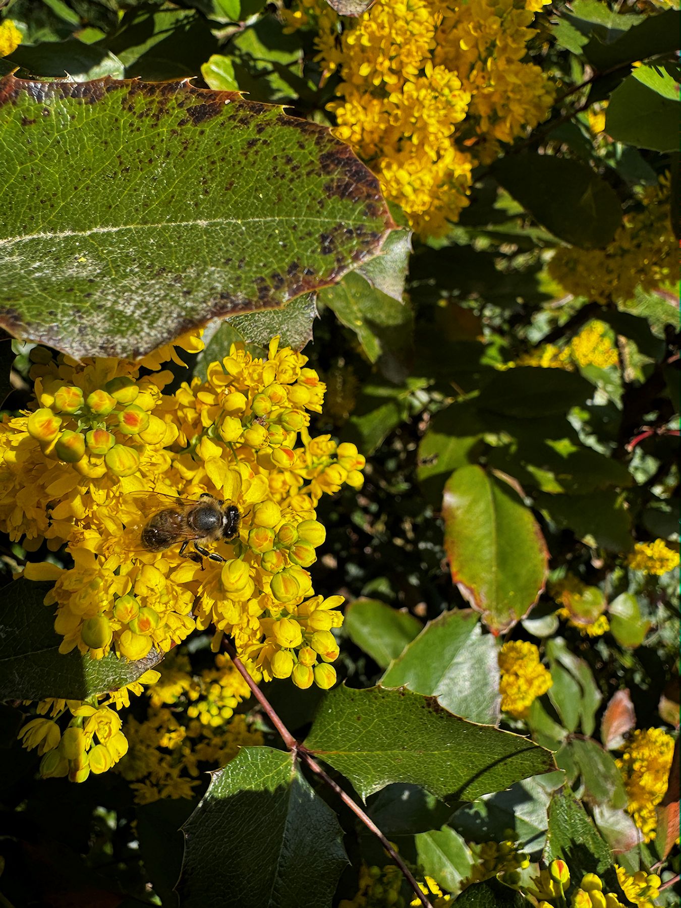 027_Mahonia