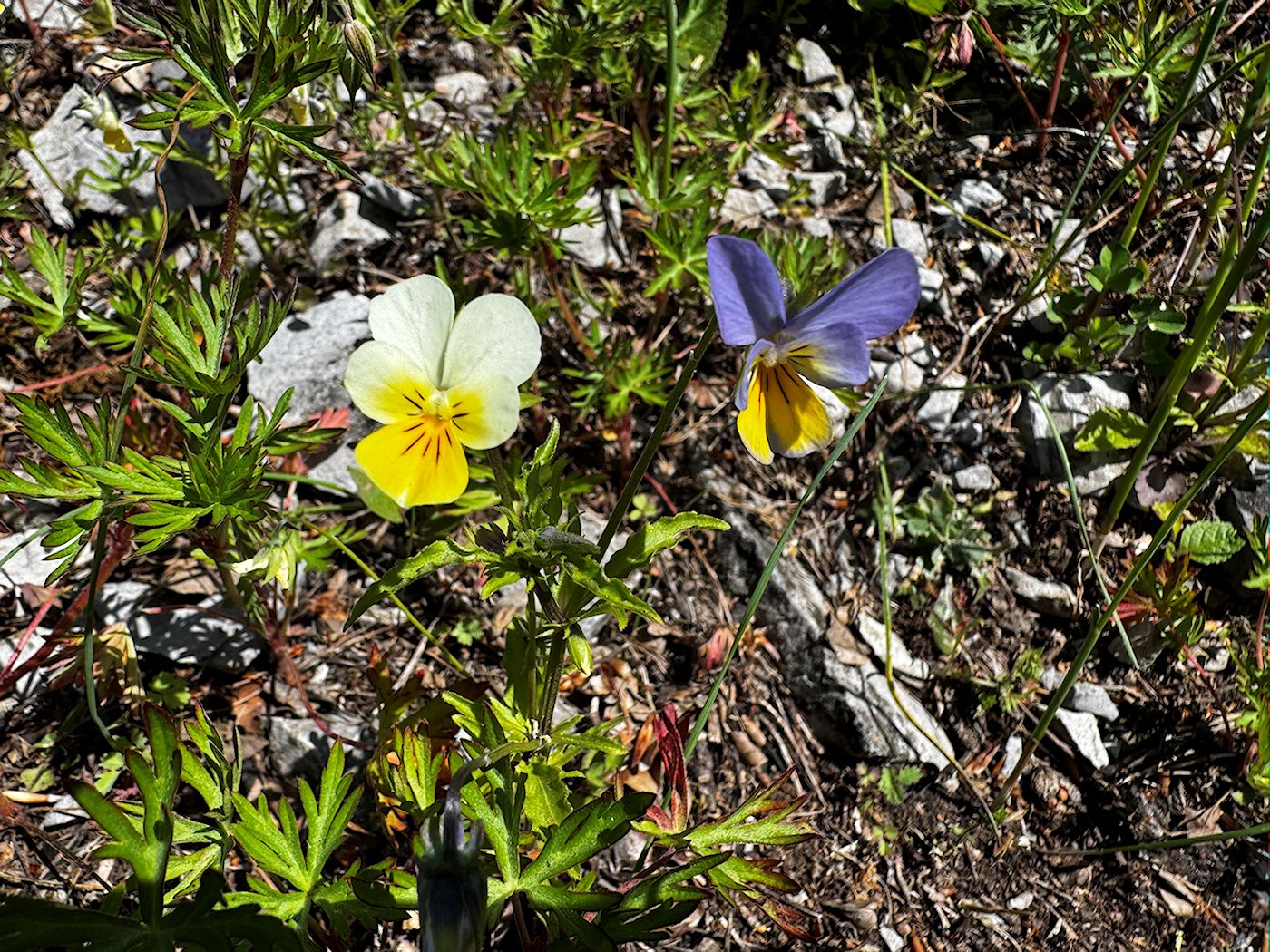 005_Fialka trojfarebná_Viola tricolora
