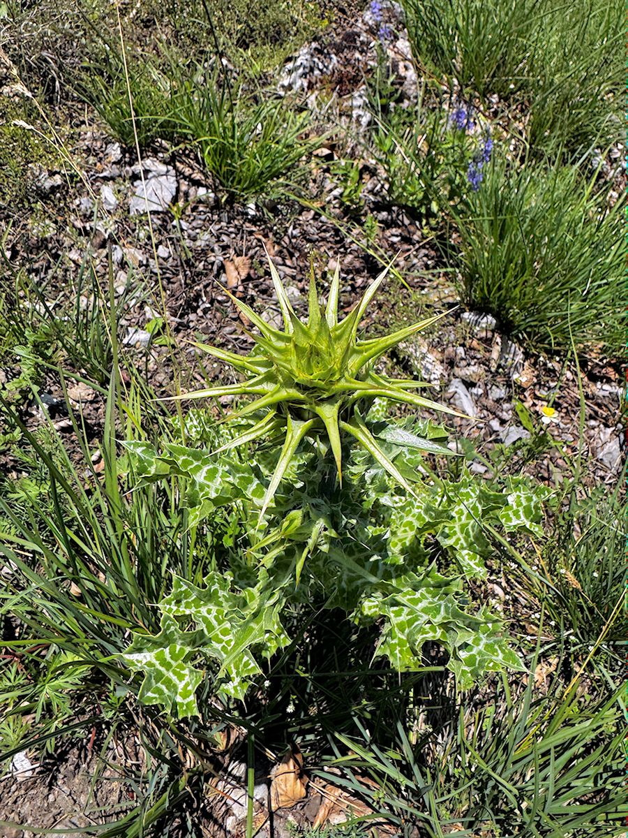 011_Pestrec mariansky_Silybum marianum