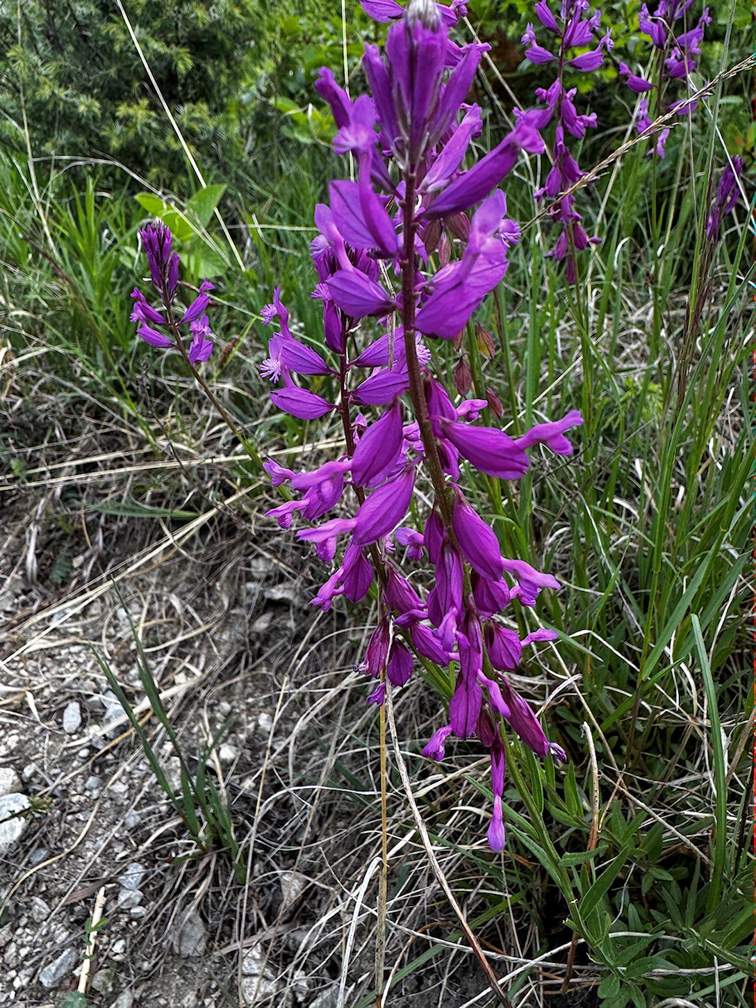 002_Horčinka väčšia_Polygala major