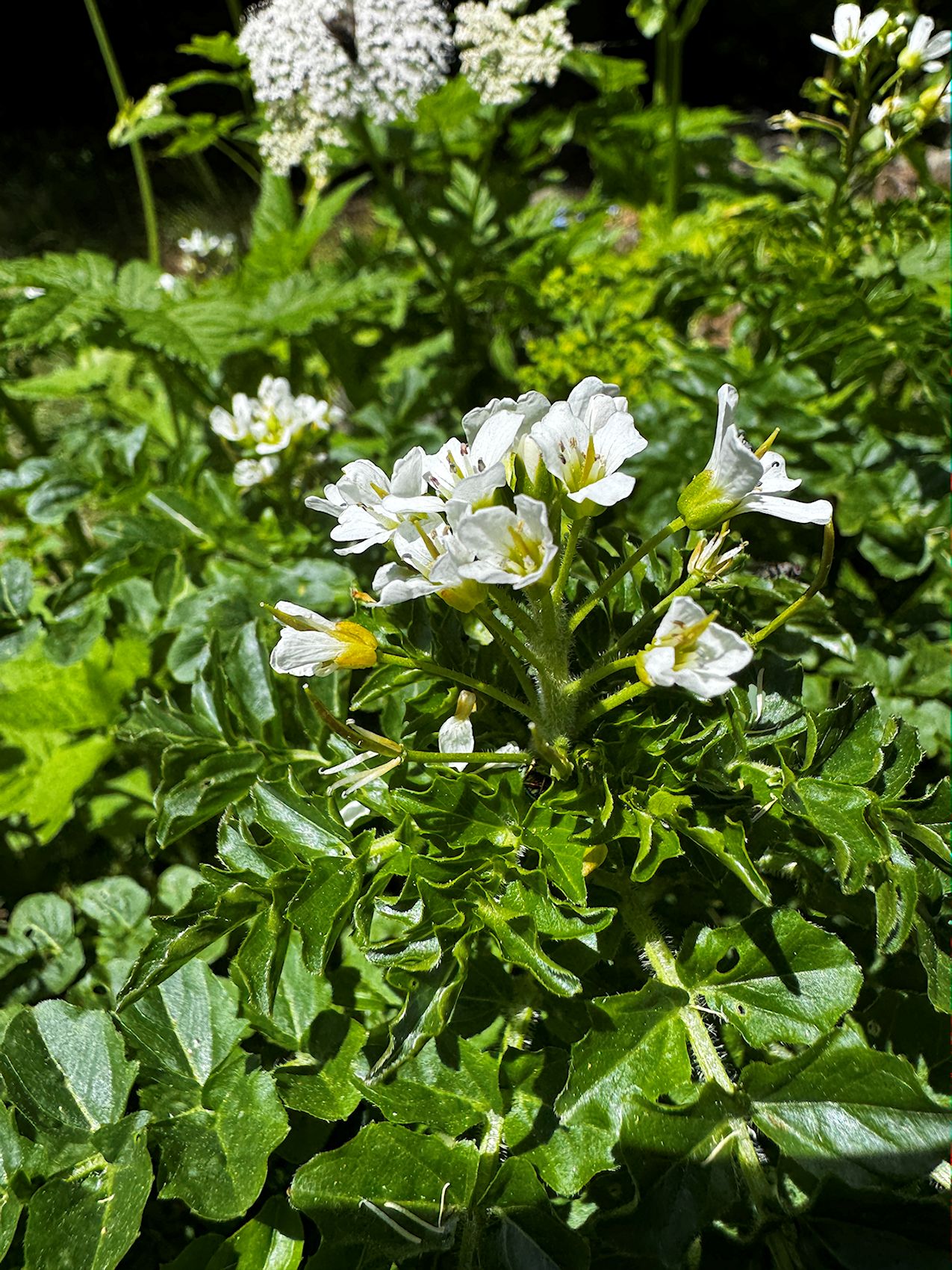 01_003_Žerušnica horská_Cardamine_amara