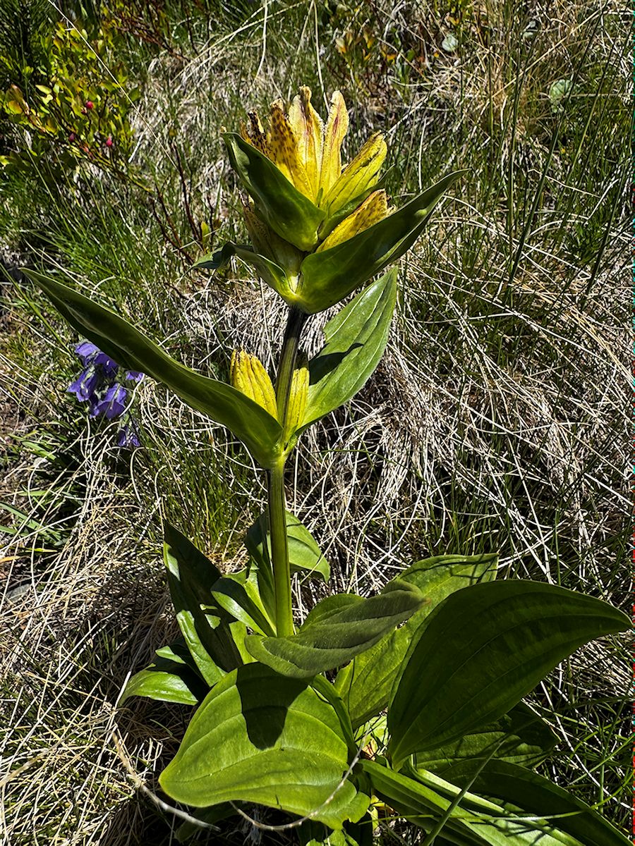 01_006_Horec bodkovaný_Gentiana punctata