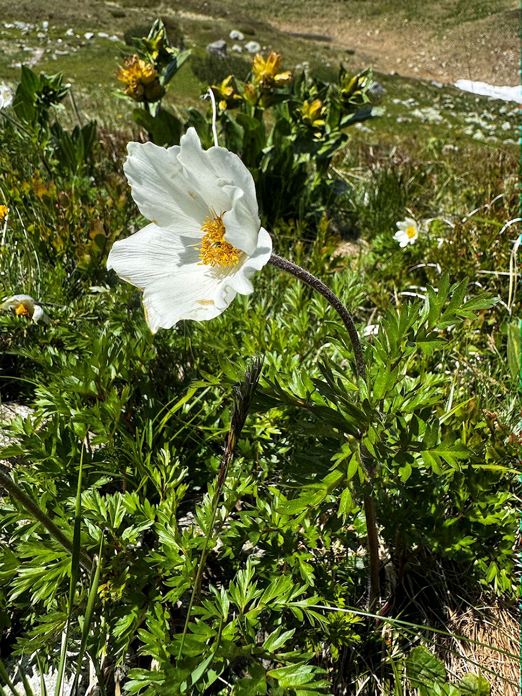 01_008_Poniklec biely_Pulsatila alpina