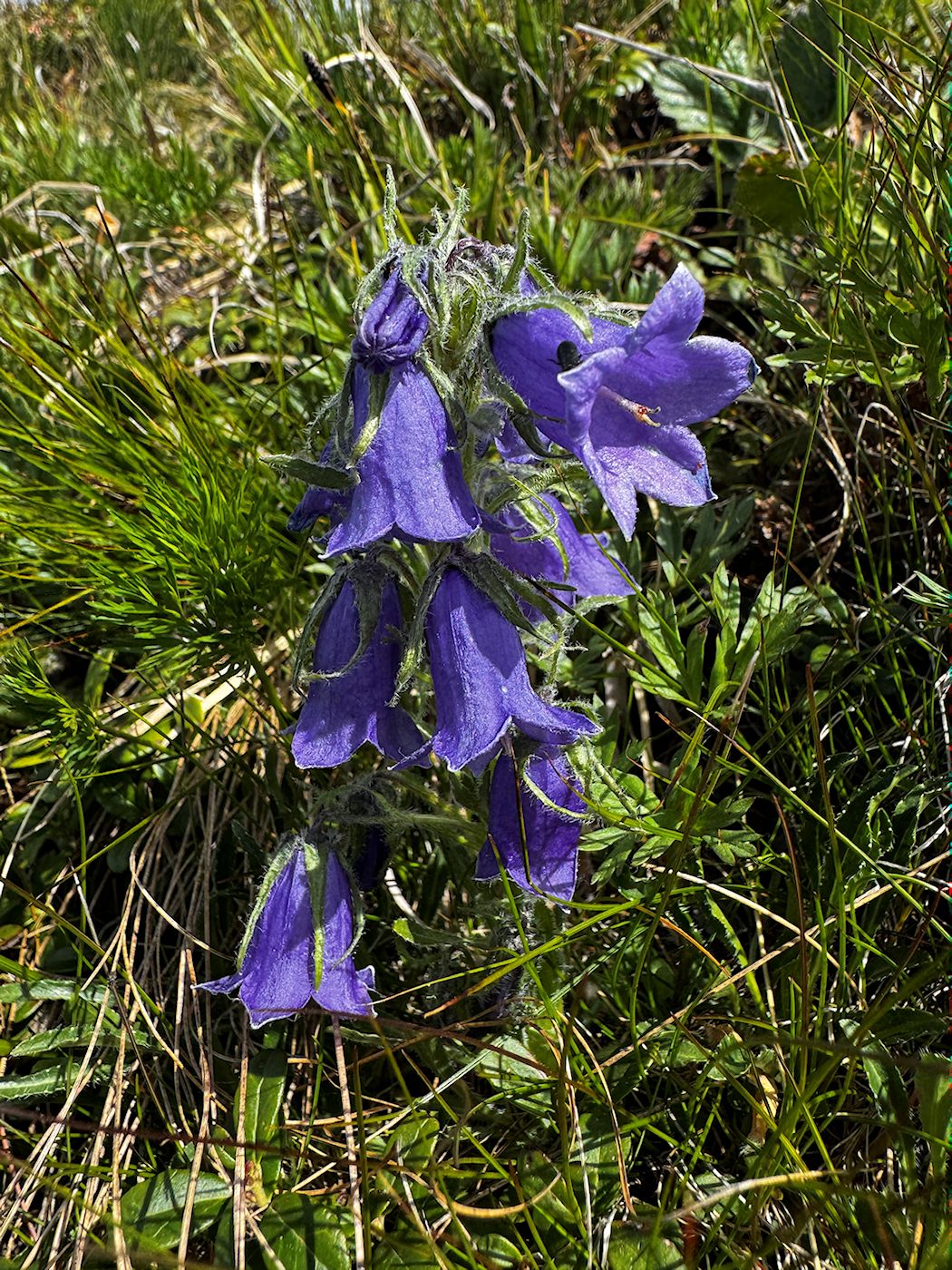 03_007_Zvonček alpínsky_Capanula alpina