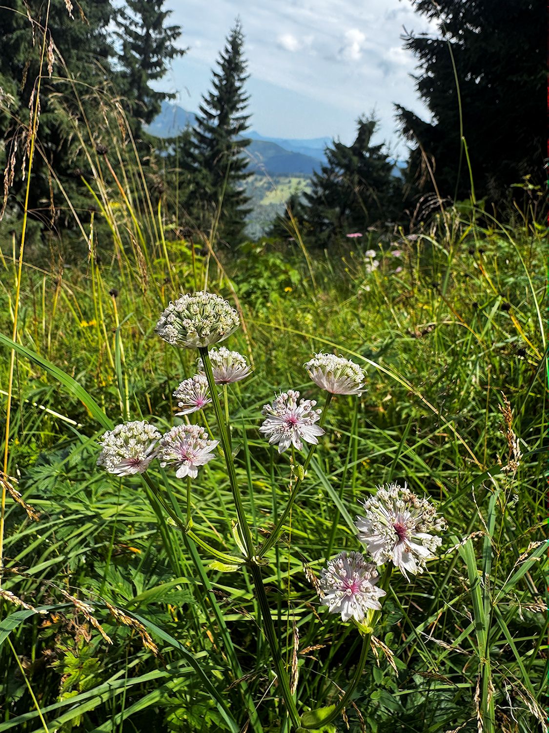 006_z kveteny_Jarmanka väčšia_Astrantia major