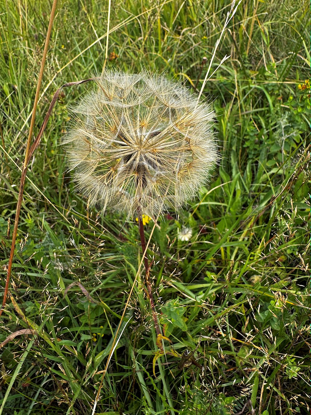 015_Kozia brada lúčna_Tragopogon pratensis
