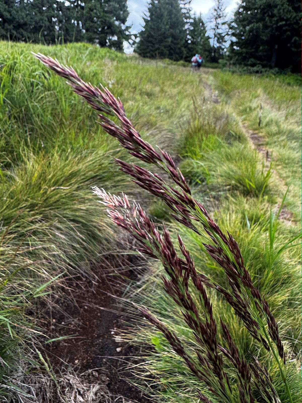 008_Smíz sivý_Calamagrostis canescens
