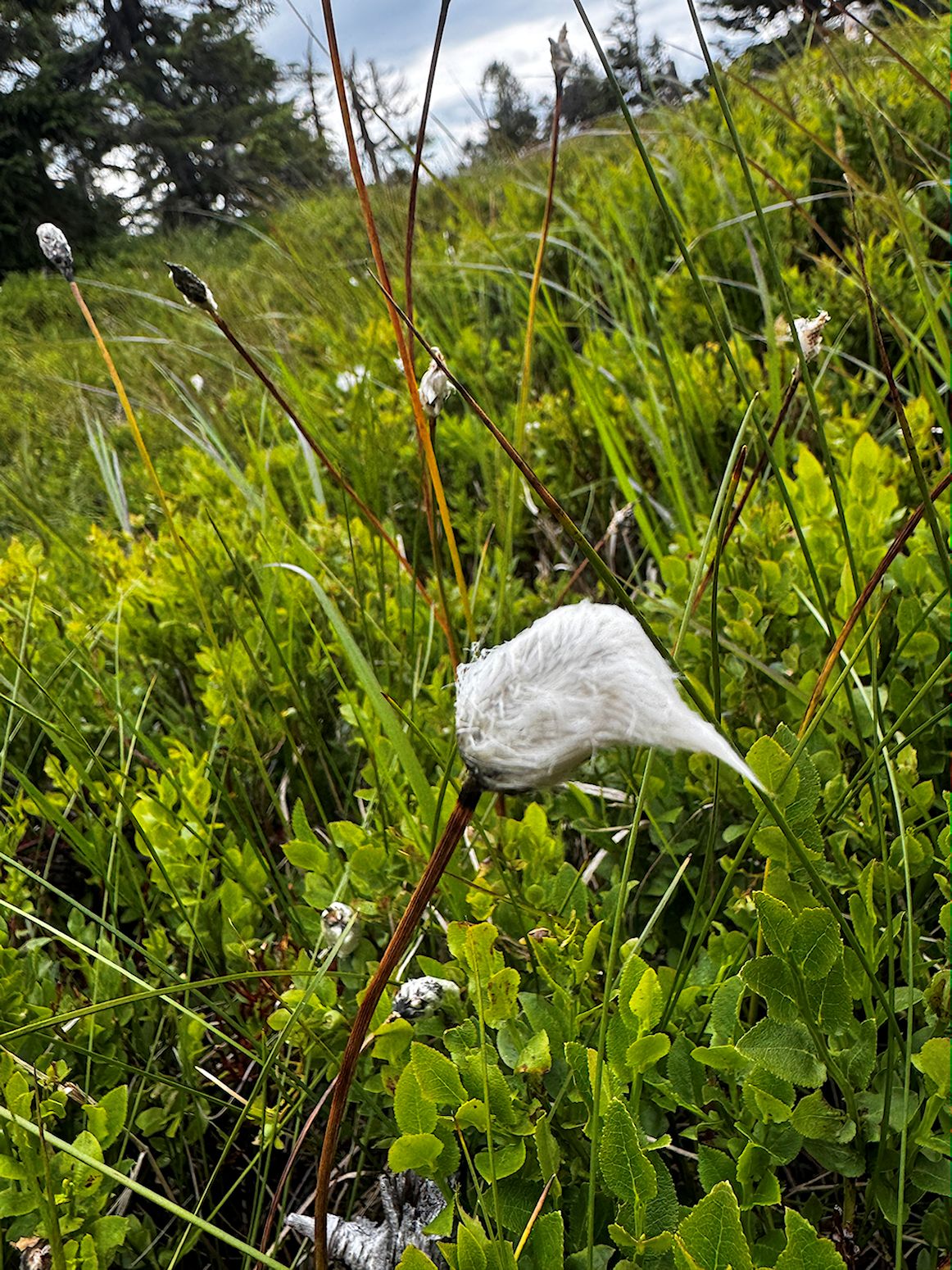 012_Páperník úzkolistý_Eriophorum angustifolium