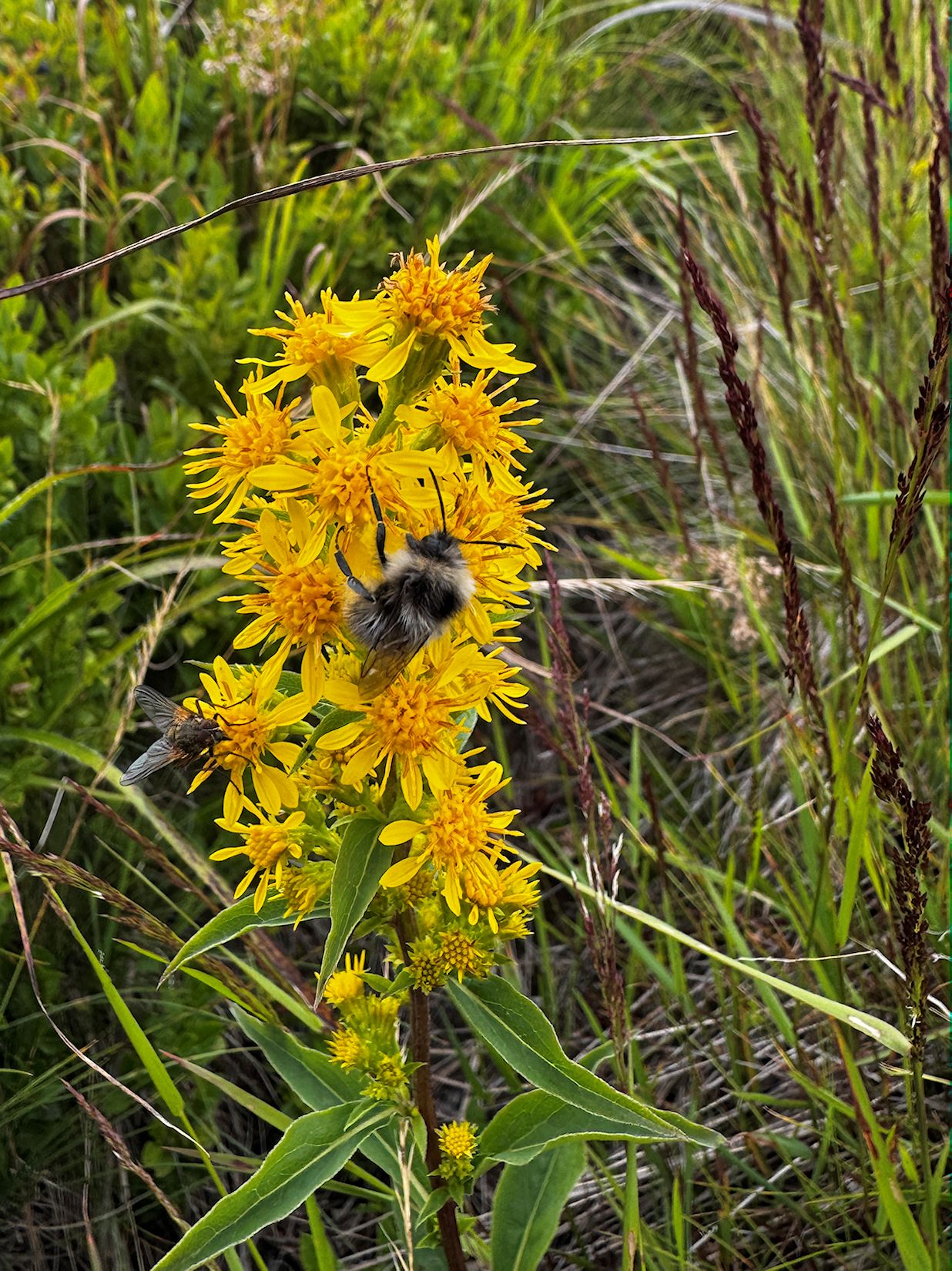015_Zlatobyľ obyčajná_Solidago virgaurea s muchou a čmeliakom