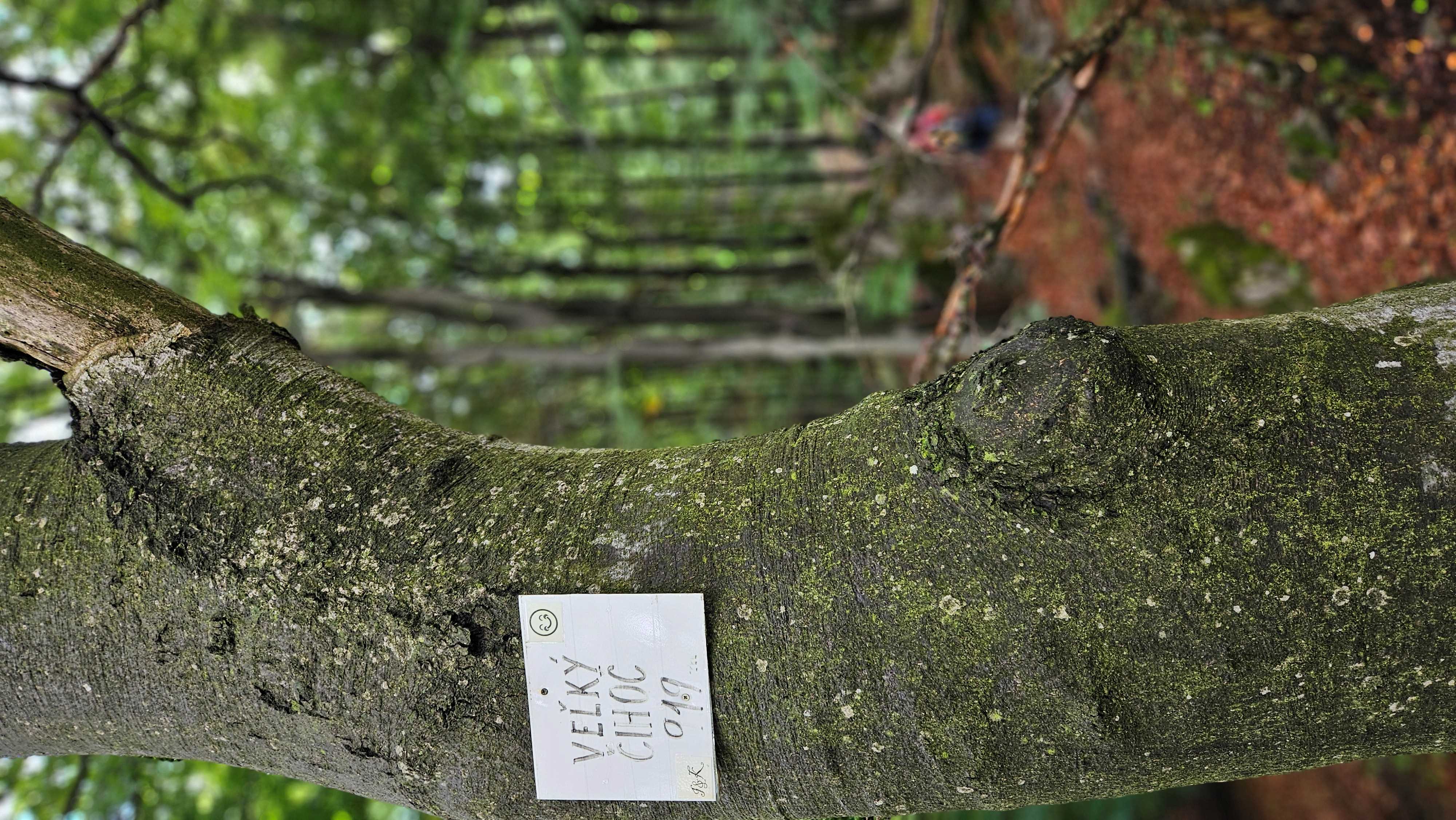 011_Veľký Čihoc vrchol