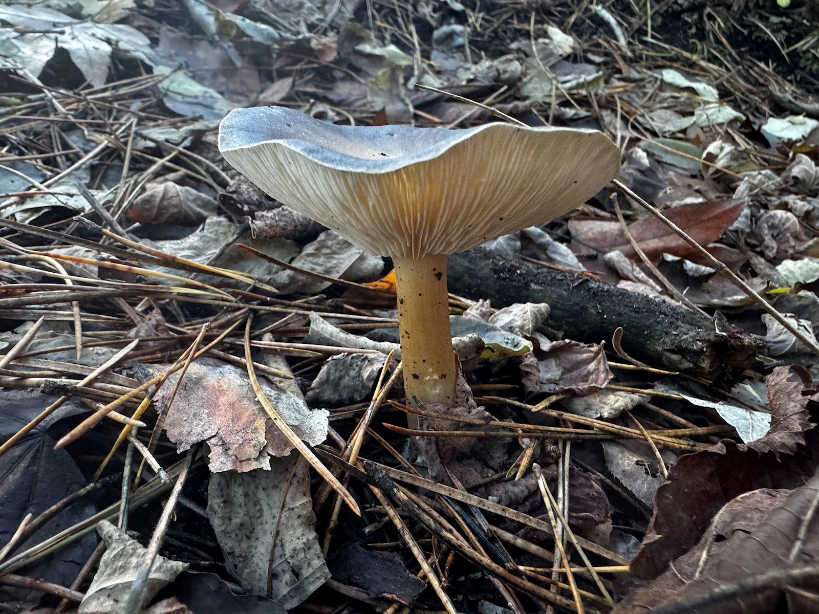 012_huby rastú aj v zime