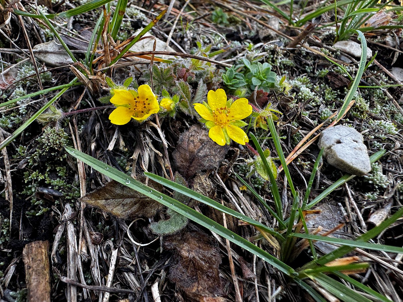 033_Nátržník Neumannov_Potentilla verna_v decembri na Málenici