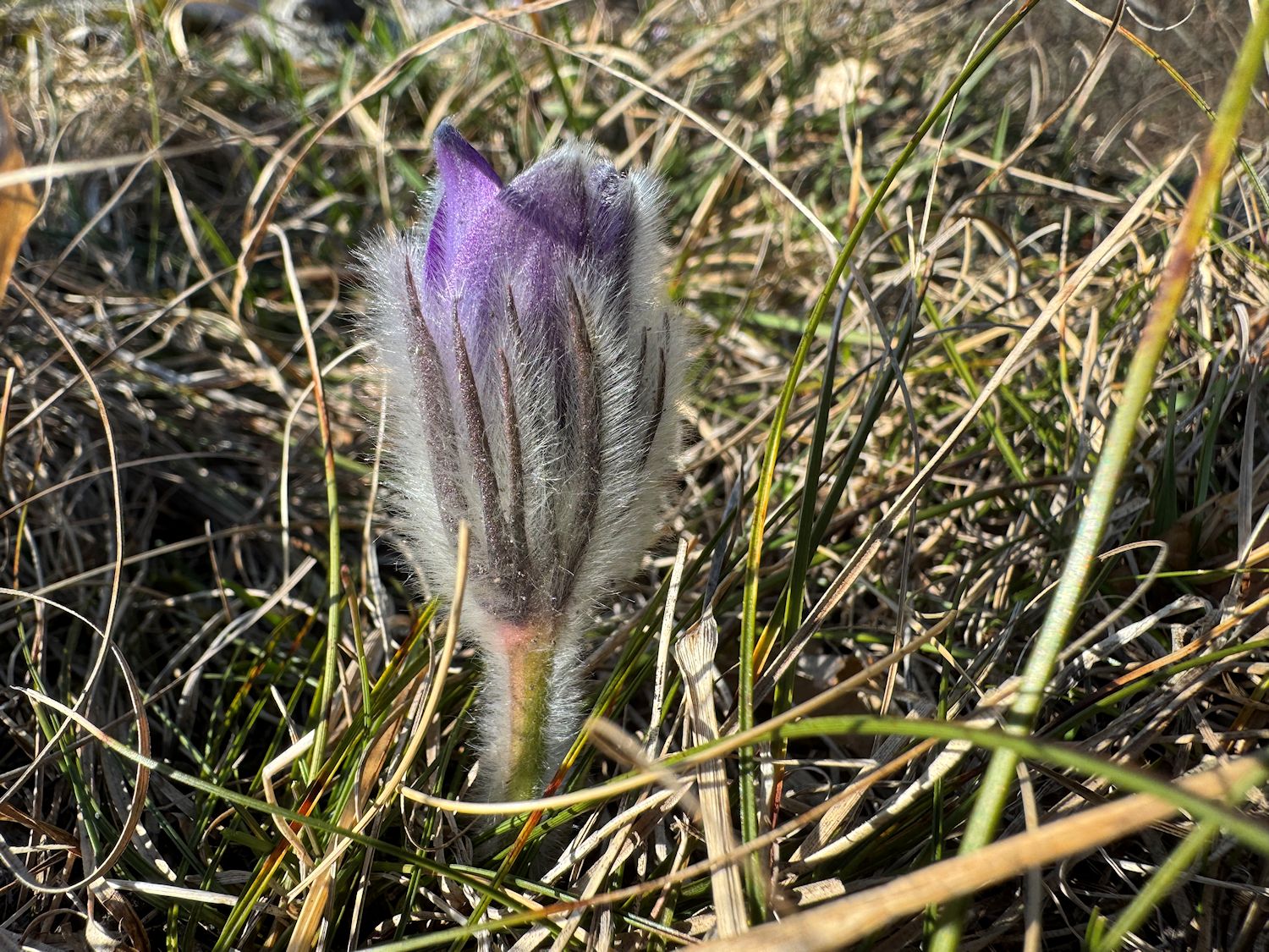 010_Chlpáč na Kopeckom Vápči