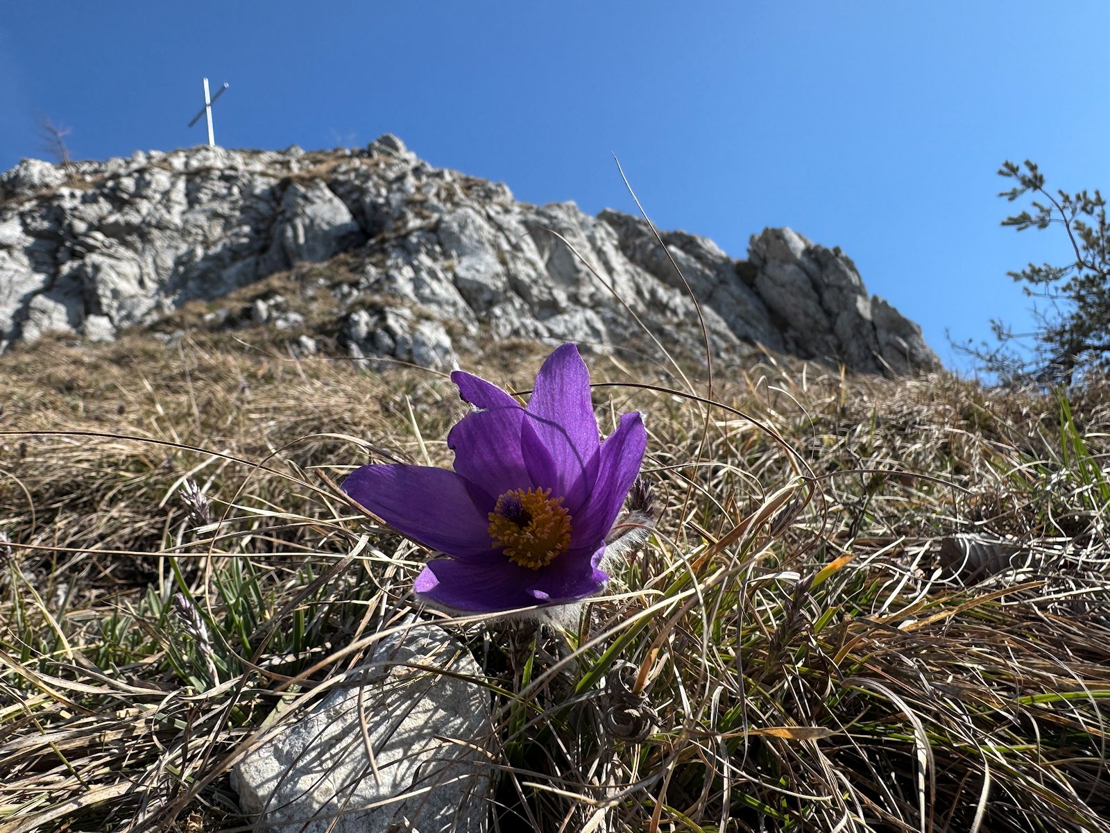 015_Poniklec s Vápčom