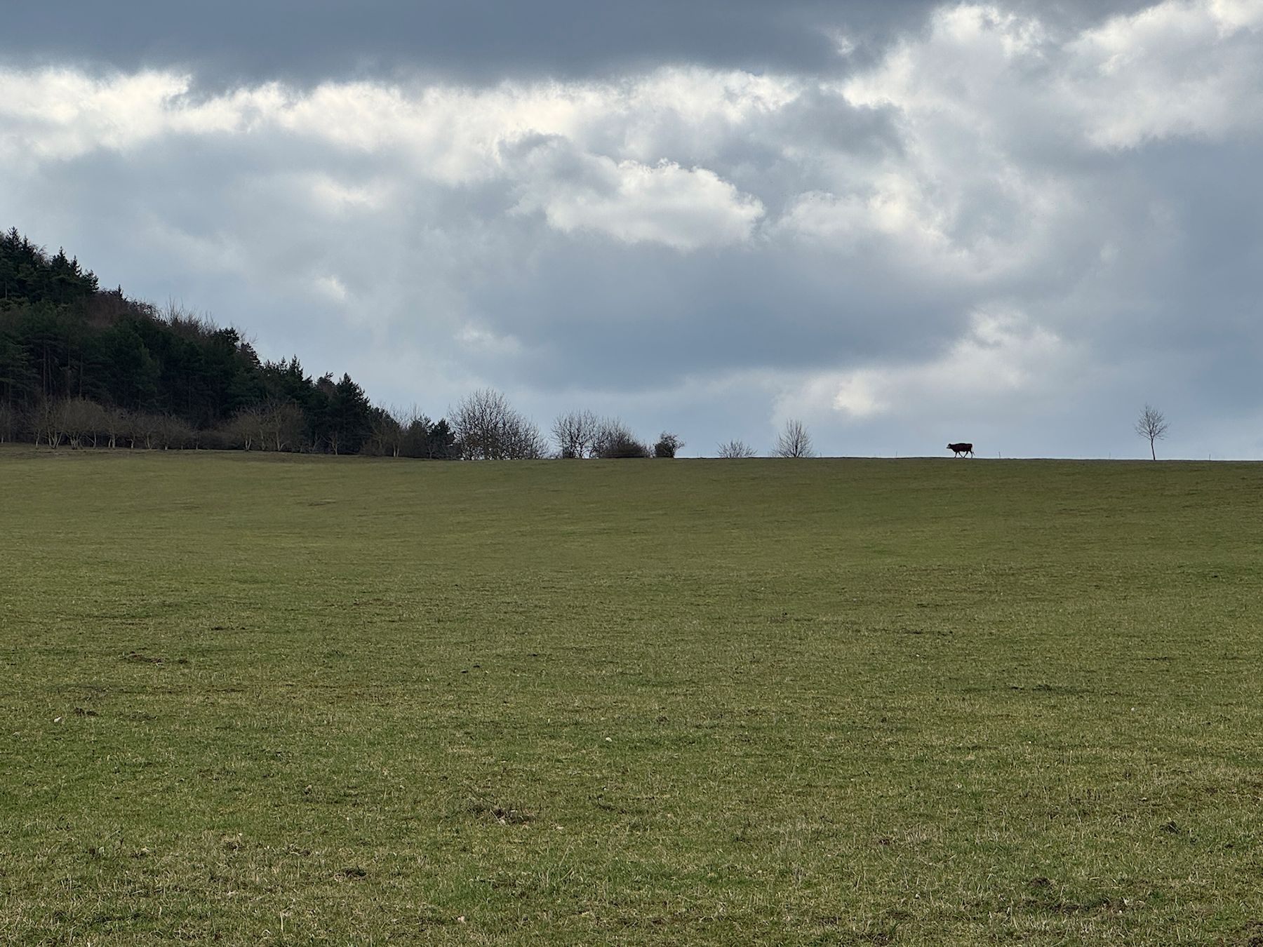 010_krava na horizonte