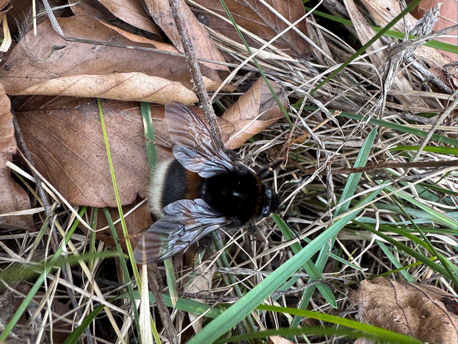 013_Čmeliak_asi Kráľovná