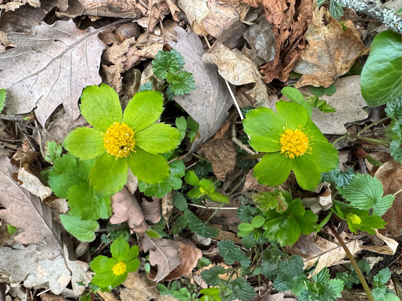 005_z kveteny Čemerica