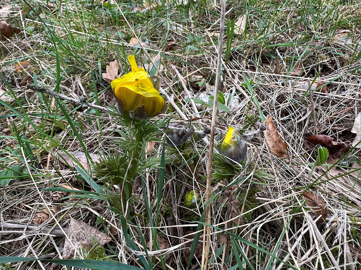 009_Sychrov prvý Hlaváčik jarný