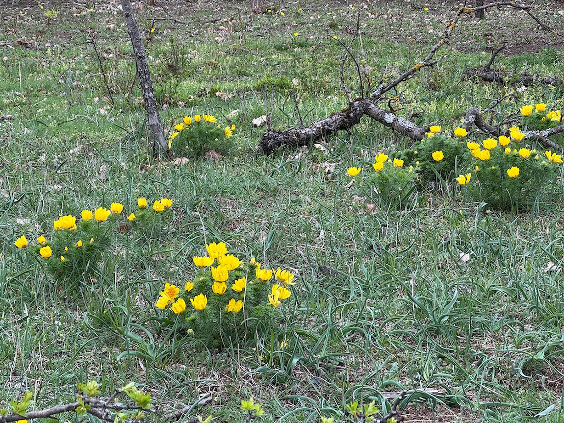 025_Hlaváčiky na juhozápadnej strane skalíc