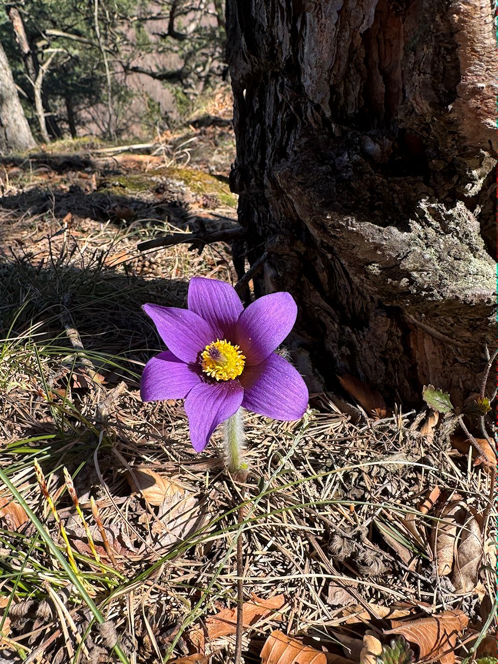 012_Poniklec kúsok nad sedlom