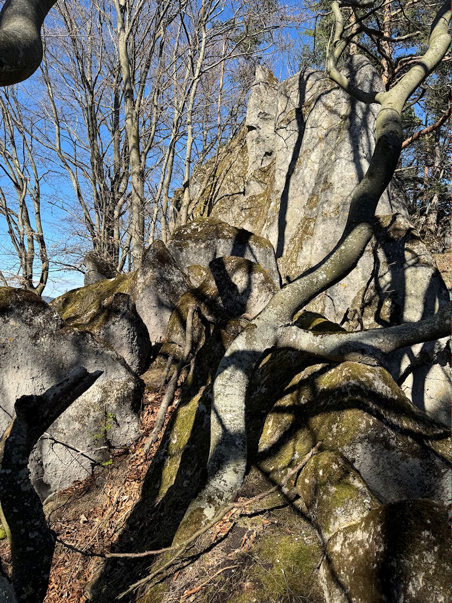 022_stromy a skaly_2