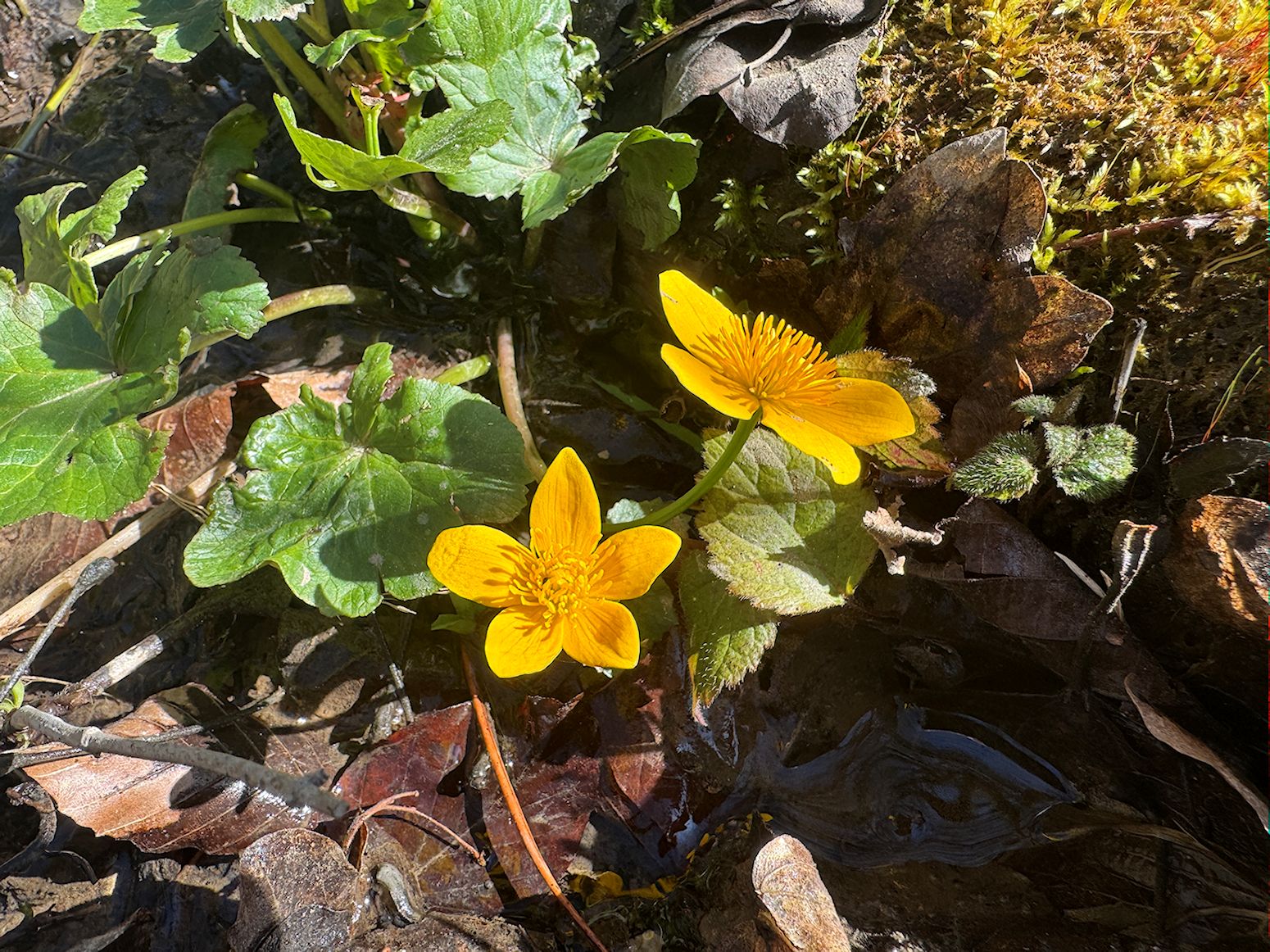 030_Záružlie na zostupe do Prečína