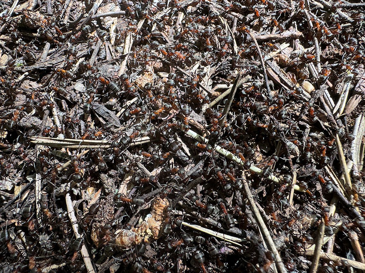 011_detail_robotníčky pri práci