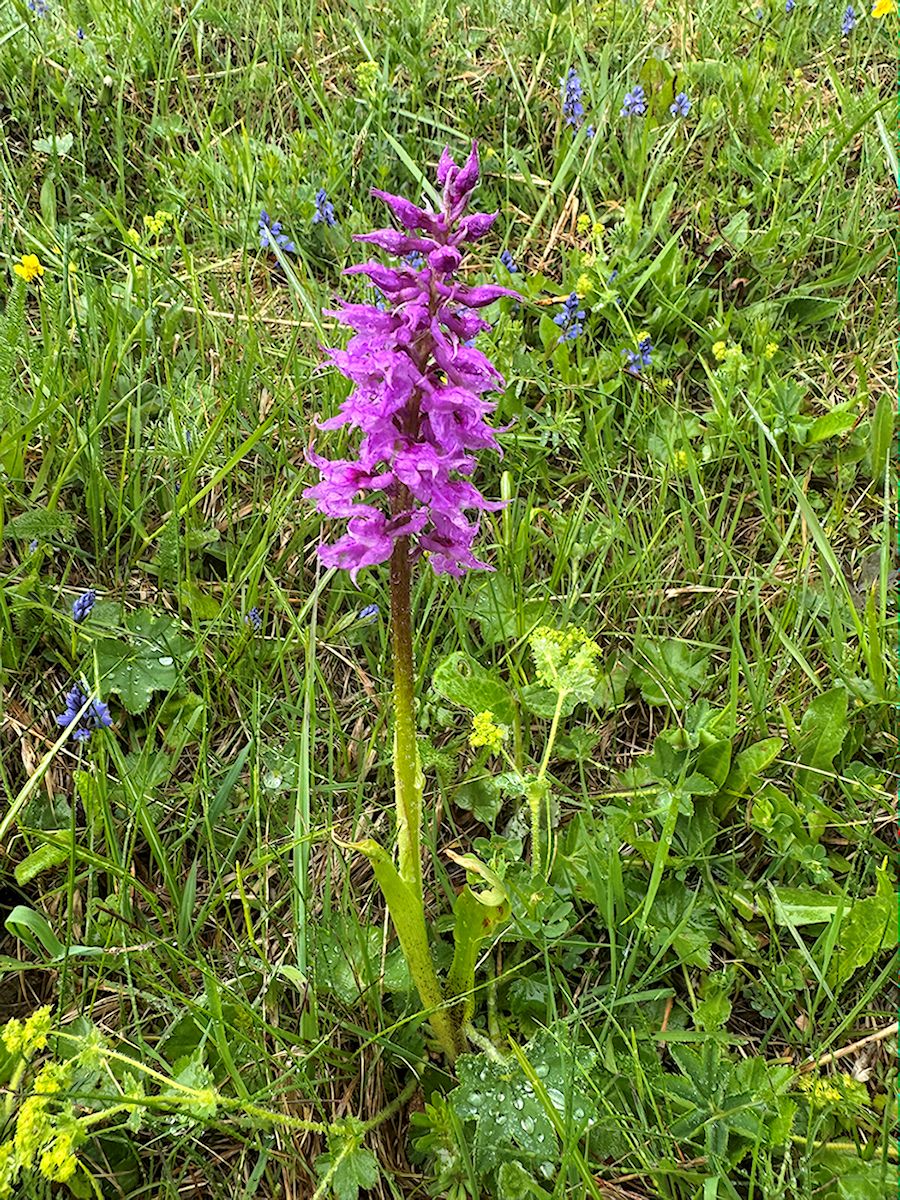 019_Vstavač mužský_Orchis mascula