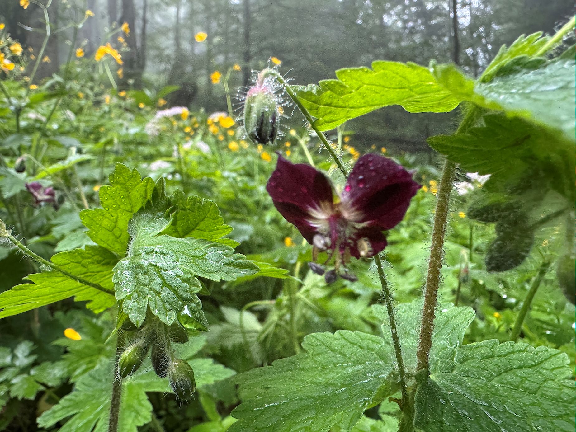 007_zkveteny_Pakos hnedočervený_Geranium phaeum