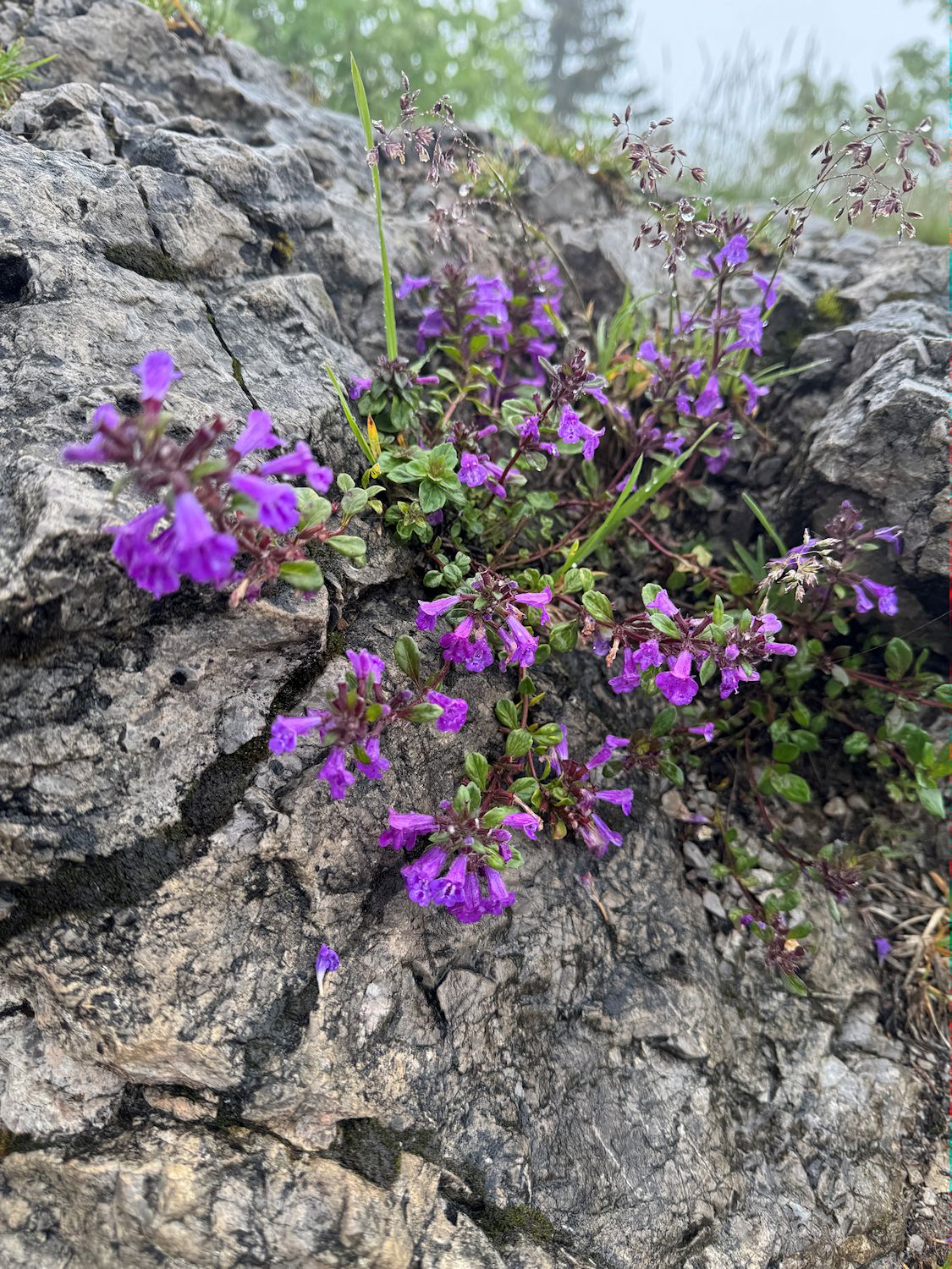 011_Kvetena na vrchole_Dušovka alpínska_Clinopodium alpinum