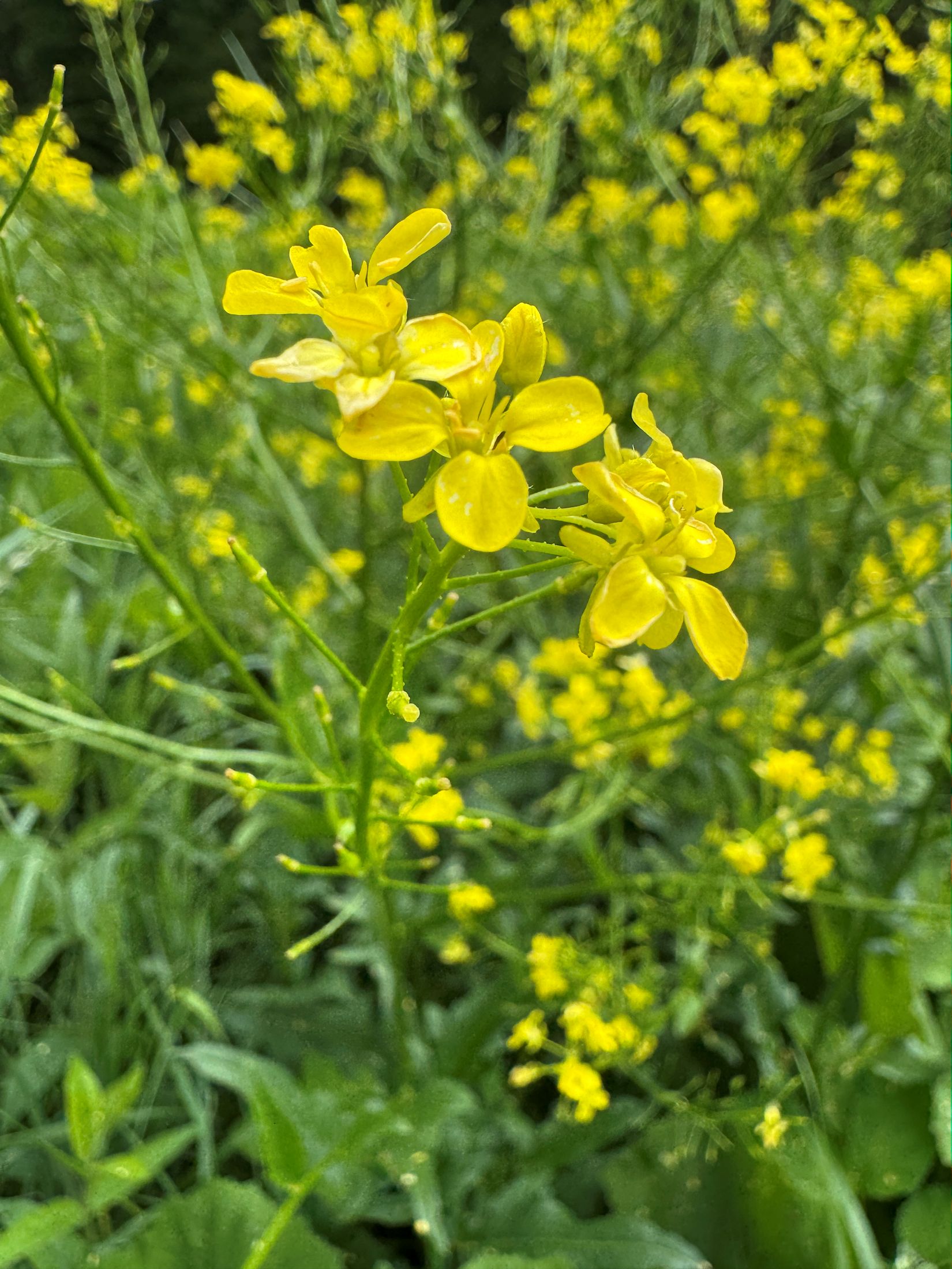 017_z kveteny__Roripovník východný_Bunias orientalis