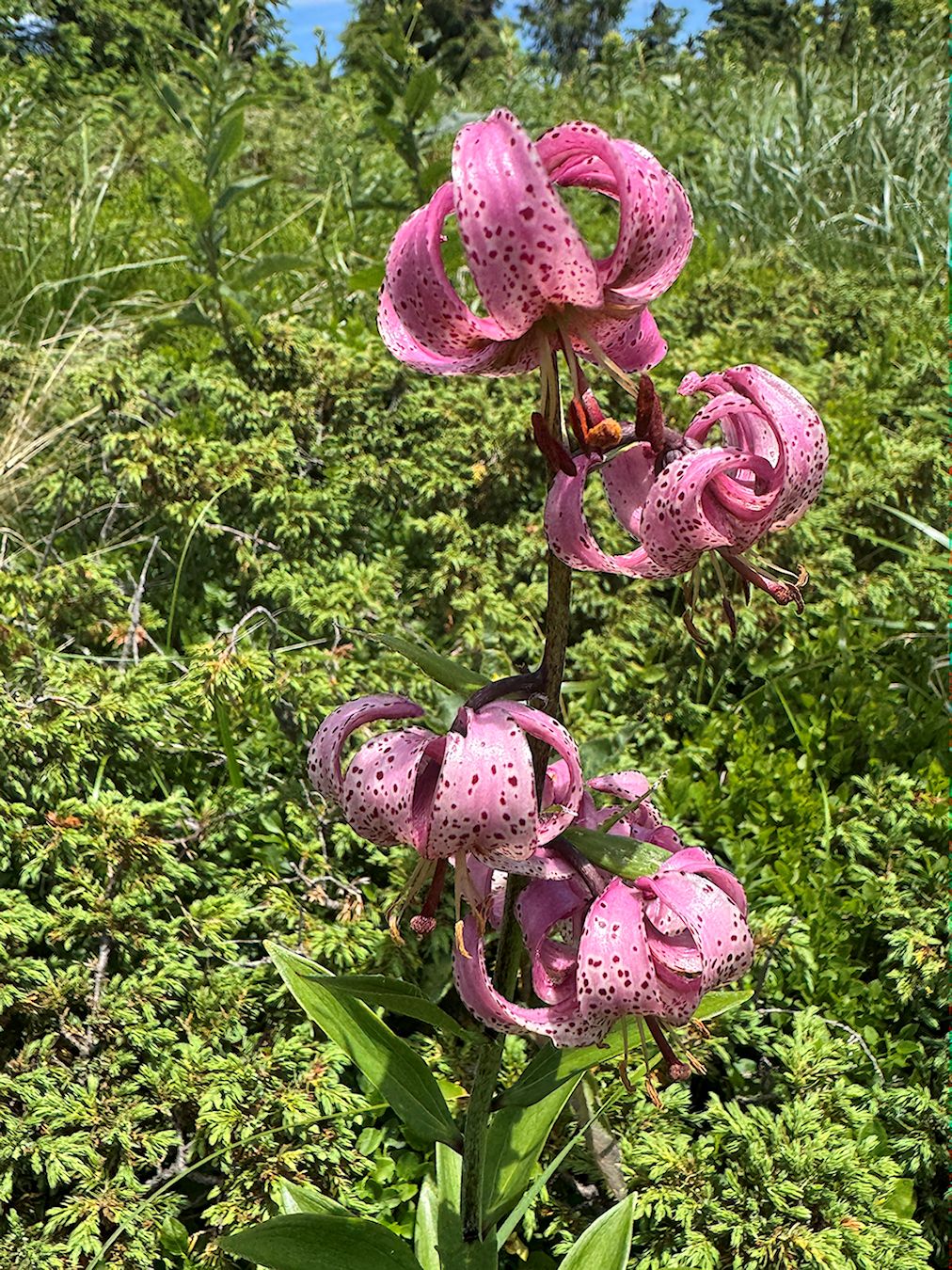 023_IMG_1008_Ľalia zlatohlavá_Lillium martagon