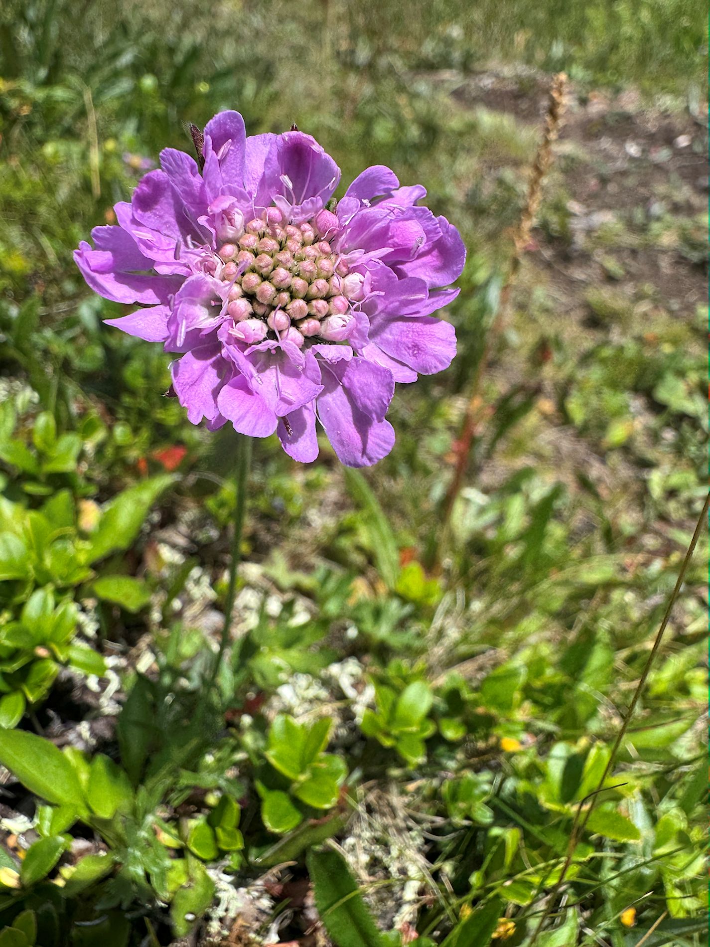 028_IMG_1014_Hlaváč lesný_Scabiosa lucida