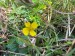 016_Nátržník vzpriamený_Potentilla erecta
