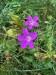 020_Pakos močiarny_Geranium palustre