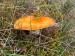014_huba