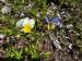 005_Fialka trojfarebná_Viola tricolora