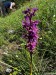 007_Vstavač_mužský_Orchis_mascula s Rudom