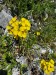 010_Horčičnik voňavý_Erisynum_odoratum