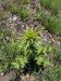 011_Pestrec mariansky_Silybum marianum