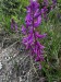 002_Horčinka väčšia_Polygala major