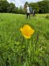 006_Žltohlav európský_Trollius europeus