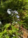 009_Nezábudka lesná_Myosotis sylvatica