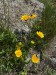 013_Nátržník žltý_potentilla aurea
