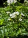 01_003_Žerušnica horská_Cardamine_amara