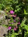 01_005_Silenka červená_Silene doica