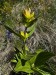 01_006_Horec bodkovaný_Gentiana punctata