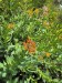 03_014_Rozchodnica ružová_Rhodiola rosea