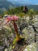 02_003_Skalnica Wettsteinova_Sempervivum montanum