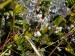 02_004_rozkvitnutá Brusnica obyčajná_Vaccinium vitis